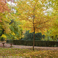Buy canvas prints of Park with trees with vibrant foliage and colorful fallen leaves by autumn. . Aranjuez Community of Madrid. Spain by Mario Koufios