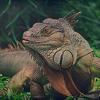 Buy canvas prints of Green Iguana by Mohamed Safeek S