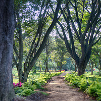 Buy canvas prints of Cubbon Park Natures Path by Mohamed Safeek S