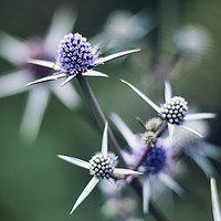 Buy canvas prints of Sea Holly by Scot Gillespie
