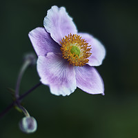 Buy canvas prints of Japanese Anemone by Scot Gillespie