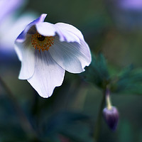 Buy canvas prints of Bowing anemone in the shade by Scot Gillespie