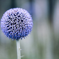 Buy canvas prints of Globe thistle by Scot Gillespie