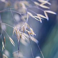 Buy canvas prints of Grass Triptych Left by Scot Gillespie