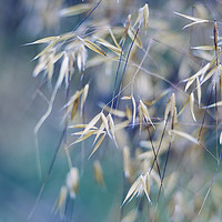 Buy canvas prints of Grass Triptych Right by Scot Gillespie