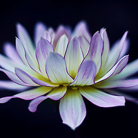 Buy canvas prints of Water lily dahlia  by Scot Gillespie