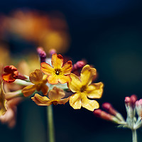 Buy canvas prints of Golden candelabra primula by Scot Gillespie