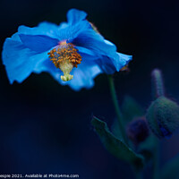 Buy canvas prints of Blue poppy alight by Scot Gillespie