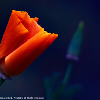 Buy canvas prints of Glowing orange poppy by Scot Gillespie
