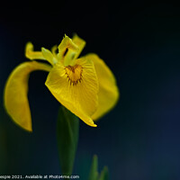 Buy canvas prints of Yellow flag iris at dusk by Scot Gillespie