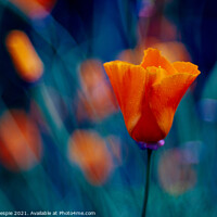 Buy canvas prints of Impressionists orange poppy by Scot Gillespie