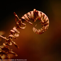 Buy canvas prints of Curling fern by Scot Gillespie