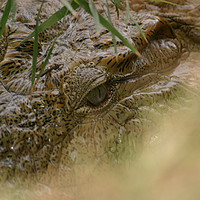 Buy canvas prints of Eye of the crocodile by Andy Hillman
