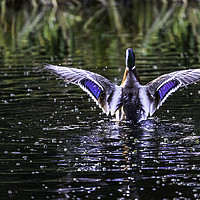 Buy canvas prints of Water off a ducks back by Stephen Marsh