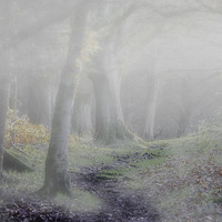 Buy canvas prints of Misty Woodland by Stephen Marsh