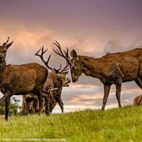 Buy canvas prints of Red deer rutting by Stephen Marsh