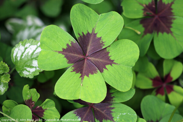 Variegated four leaf lucky clover leaves in close  Picture Board by John Biglin