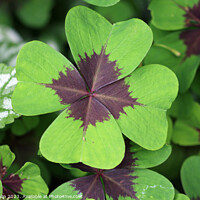 Buy canvas prints of Variegated four leaf lucky clover leaves in close  by John Biglin