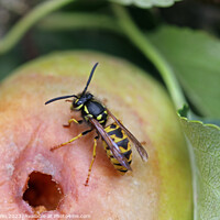 Buy canvas prints of Apple with chewed hole and wasp by John Biglin
