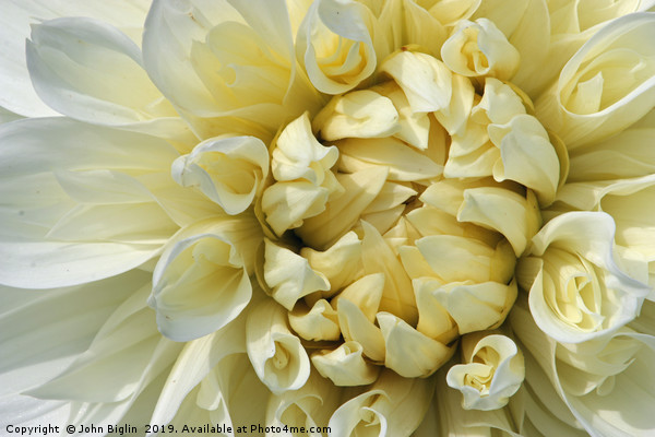 White Dahlia flower close up Picture Board by John Biglin