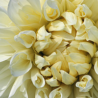 Buy canvas prints of White Dahlia flower close up by John Biglin