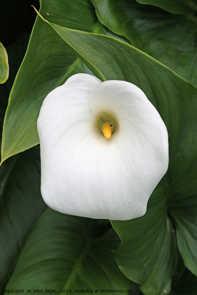 White arum lily flower Picture Board by John Biglin