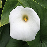 Buy canvas prints of White arum lily flower by John Biglin