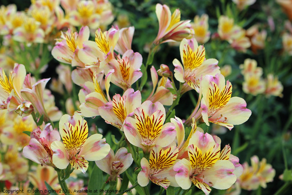 Pink and yellow Peruvian lily flowers Picture Board by John Biglin