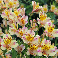 Buy canvas prints of Pink and yellow Peruvian lily flowers by John Biglin