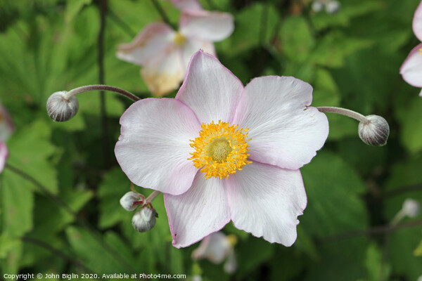 Japanese Anemone flowers and buds Picture Board by John Biglin