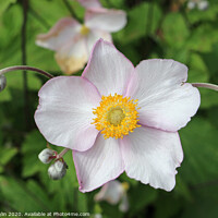 Buy canvas prints of Japanese Anemone flowers and buds by John Biglin