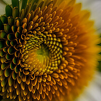 Buy canvas prints of Abstract daisy by Martin Smith