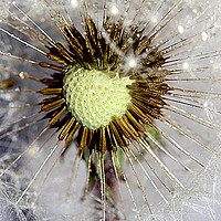 Buy canvas prints of Heart of the dandelion by Martin Smith
