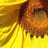 Buy canvas prints of Sunny sunflower by Martin Smith