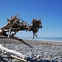 Buy canvas prints of Driftwood on Hokitika beach by Martin Smith