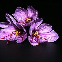 Buy canvas prints of Saffron -  Crocus sativus by Martin Smith