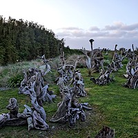 Buy canvas prints of Driftwood sculptures by Martin Smith