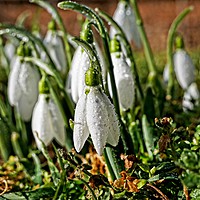 Buy canvas prints of Winter snowdrops by Martin Smith