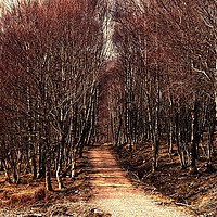 Buy canvas prints of Forest walk by Martin Smith