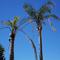Buy canvas prints of Australian Palms by Martin Smith