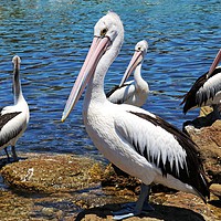Buy canvas prints of Australian Pelicans by Martin Smith