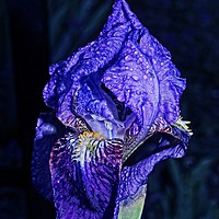 Buy canvas prints of Blue flag Iris by Martin Smith