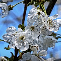 Buy canvas prints of Cherry blossom by Martin Smith