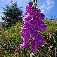 Buy canvas prints of Foxgloves by Martin Smith