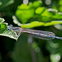 Buy canvas prints of Blue Damselfly by Martin Smith