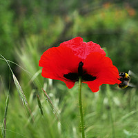 Buy canvas prints of Bee on poppy by Martin Smith