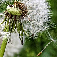 Buy canvas prints of Close up dandelion head by Martin Smith