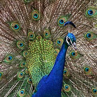 Buy canvas prints of Blue peacock by Martin Smith