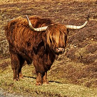 Buy canvas prints of Highland cattle by Martin Smith