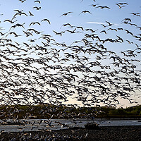 Buy canvas prints of Seabirds takeoff by Martin Smith